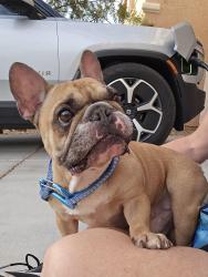 Reunited Male Dog last seen Mt. Edge Pkwy at Valla Community, Enterprise, NV 89178
