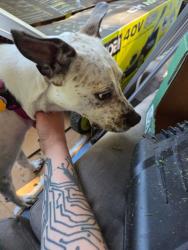Reunited Female Dog last seen Frank st and Case Ave, St Paul, Saint Paul, MN 55106