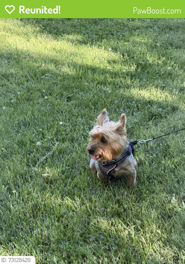 Reunited Male Dog last seen Bronk & Bentley, Joliet, IL 60586