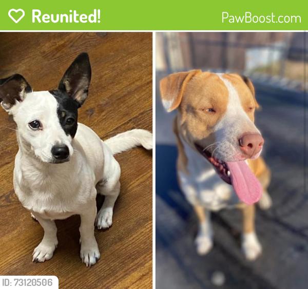 Reunited Male Dog last seen Lisa lane Mesquite tx, Mesquite, TX 75150