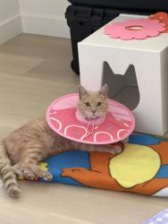 Reunited Male Cat last seen Near Zinnia Ct, Livermore, CA 94551