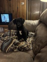 Lost Female Dog last seen Nw XPRESSWAY and BROOKSIDE DR, Oklahoma City, OK 73132