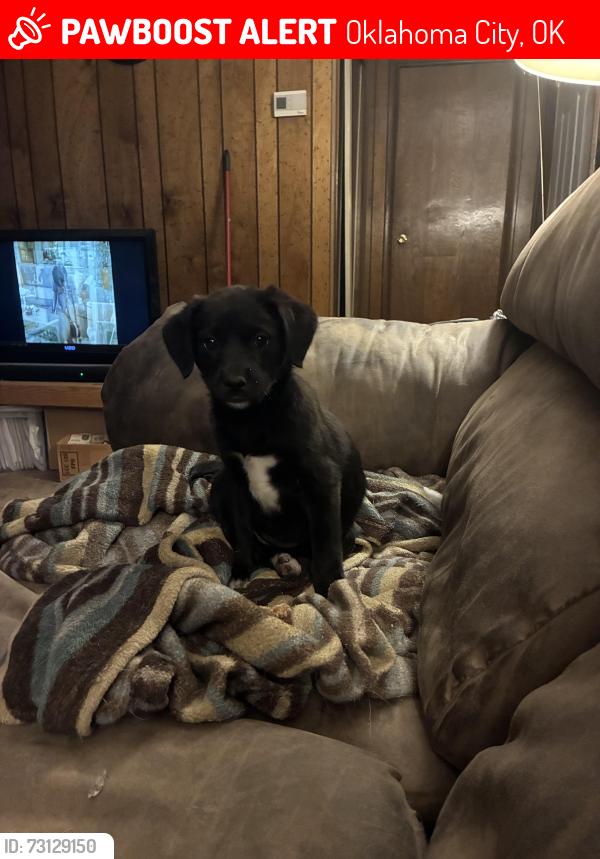 Lost Female Dog last seen Nw XPRESSWAY and BROOKSIDE DR, Oklahoma City, OK 73132
