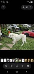 Reunited Male Dog last seen Emerson ave and English ave, Indianapolis, IN 46201