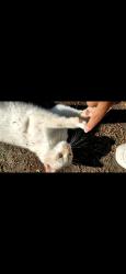 Lost Female Cat last seen Deportivo San Diego, San Pedro Cholula, Pue. 