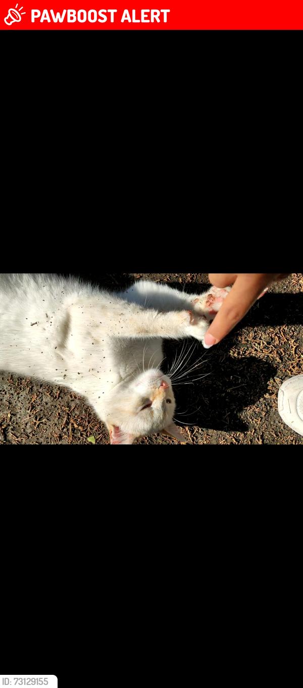 Lost Female Cat last seen Deportivo San Diego, San Pedro Cholula, Pue. 