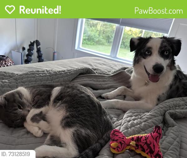 Reunited Female Dog last seen Vestal Inn Rogue River and Ethelwin, Belmont, MI 49306