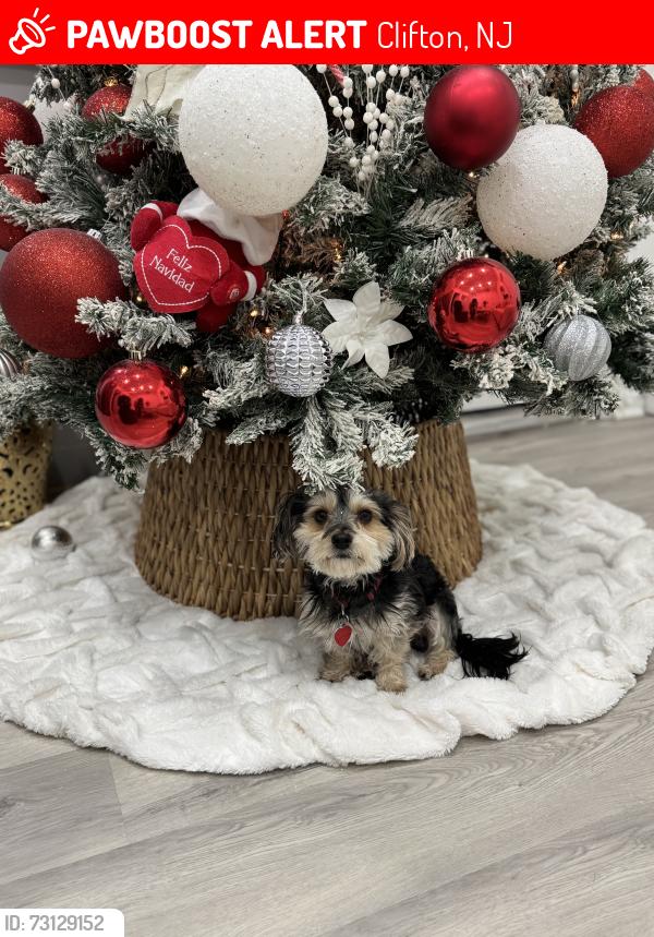 Lost Male Dog last seen 2nd street Clifton, Clifton, NJ 07011