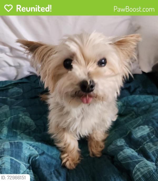 Reunited Female Dog last seen Edmond Road and Santa Fe, Edmond, OK 73003