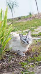 Lost Female Cat last seen View Crest Dr, Wildomar, CA 92595