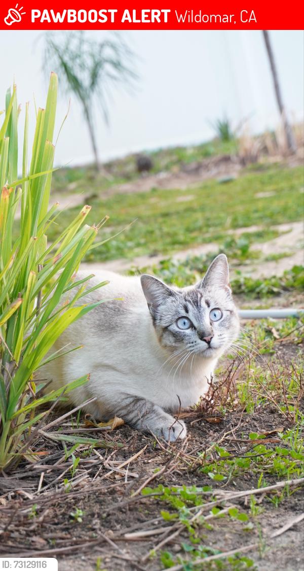Lost Female Cat last seen View Crest Dr, Wildomar, CA 92595
