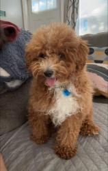 Reunited Male Dog last seen New Hyde park Area 11 Allen St, New Hyde Park, NY 11040