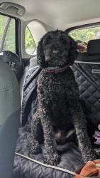 Reunited Male Dog last seen Kine farm rd and Benny lineberry rd, Randolph County, NC 27233