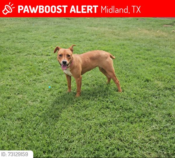 Lost Female Dog last seen Community Lane, Golf Course road, san Jacinto school, Midland, TX 79701