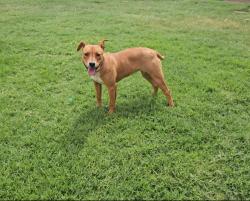 Lost Female Dog last seen Community Lane, Golf Course road, san Jacinto school, Midland, TX 79701