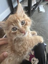 Lost Male Cat last seen Uptown cheap steak, Chattanooga, TN 37343