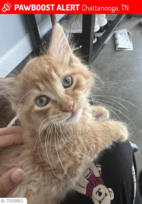 Lost Male Cat last seen Uptown cheap steak, Chattanooga, TN 37343