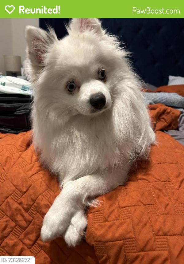 Reunited Female Dog last seen 51St and Delaware Ave, Independence, MO 64055