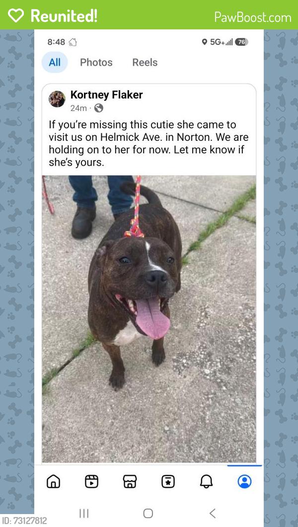 Reunited Female Dog last seen Helmick and Hametown Rd. Norton, Summit County, OH 44321