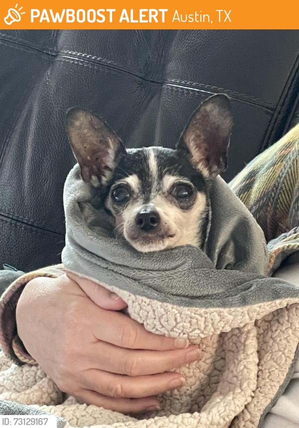 Found/Stray Female Dog last seen Slaughter lane, Austin, TX 78747