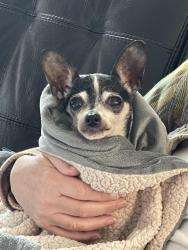 Found/Stray Female Dog last seen Slaughter lane, Austin, TX 78747