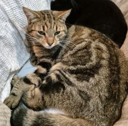 Reunited Male Cat last seen Orangefield Crescent, Belfast, Northern Ireland 