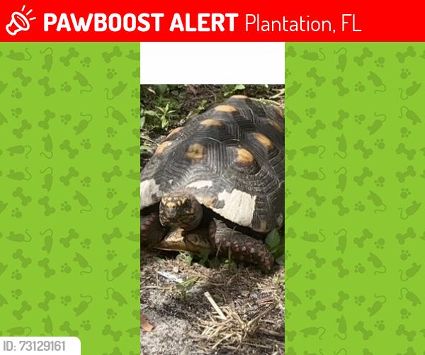 Lost Unknown Reptile last seen Near Ave SW 2nd street in plantation, fl, Plantation, FL 33317
