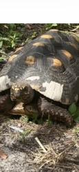 Lost Unknown Reptile last seen Near Ave SW 2nd street in plantation, fl, Plantation, FL 33317