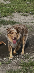 Reunited Male Dog last seen Hamlet and Caldwell (8 mile and mound), Detroit, MI 48234