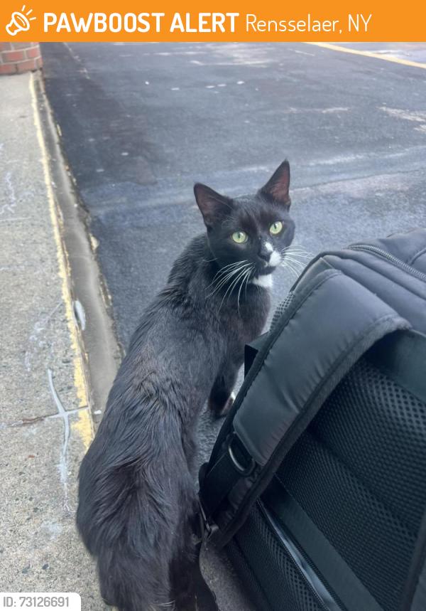 Found/Stray Unknown Cat last seen Train Station, Rensselaer, NY 12144