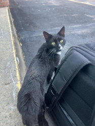 Found/Stray Unknown Cat last seen Train Station, Rensselaer, NY 12144
