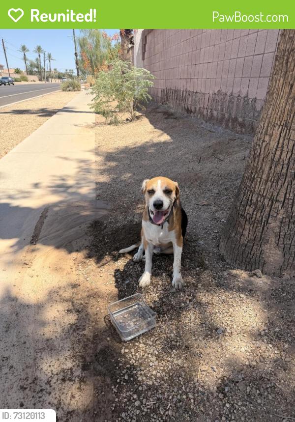 Reunited Male Dog last seen 55th and Hayward, Glendale, AZ 85301