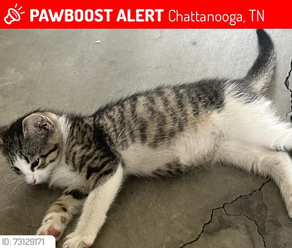 Lost Female Cat last seen Uptown cheap steak, Chattanooga, TN 37343