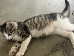 Lost Female Cat last seen Uptown cheap steak, Chattanooga, TN 37343