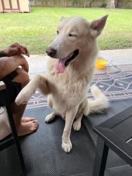Found/Stray Male Dog last seen Deepwater, Pasadena, TX 77503