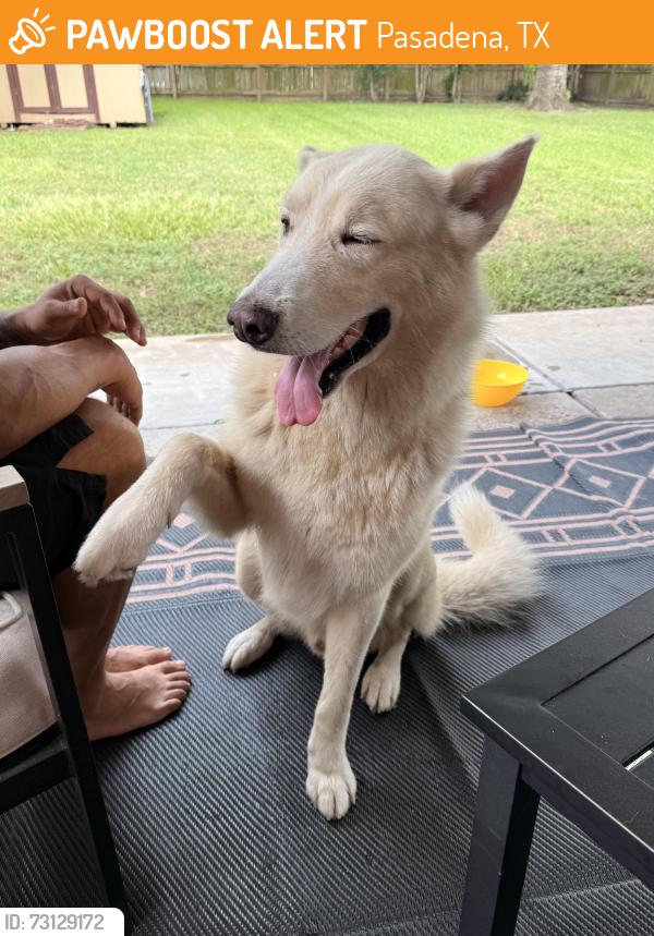 Found/Stray Male Dog last seen Deepwater, Pasadena, TX 77503