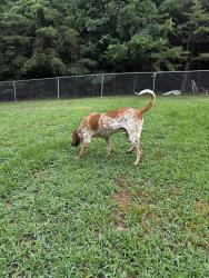 Reunited Male Dog last seen Dewey Martin Dr, Anglin Mill Rd, NC 24165