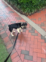 Found/Stray Male Dog last seen Downtown Norfolk, Near Dominos on Granby, Norfolk, VA 23517