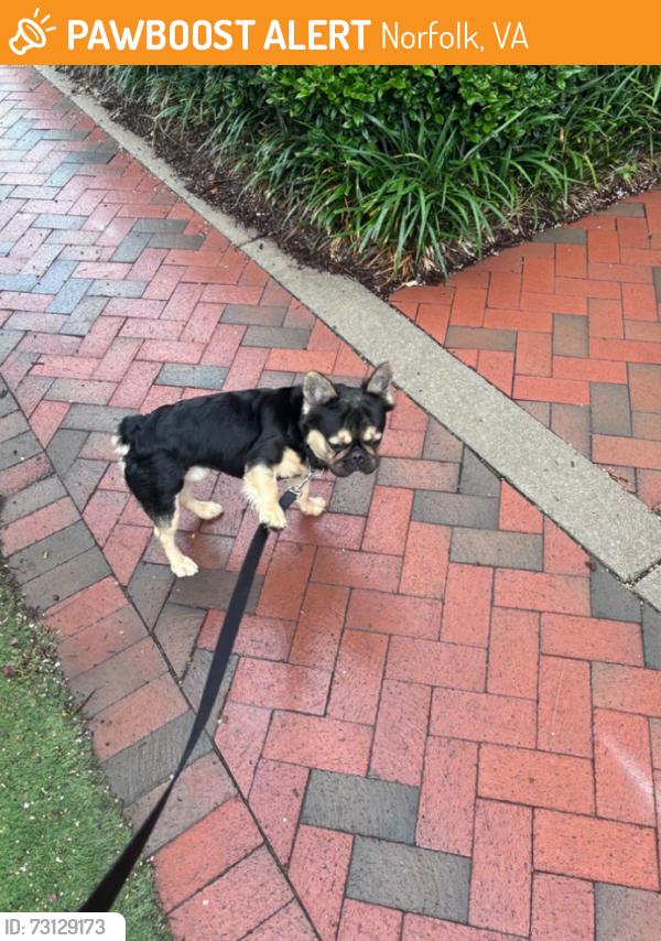 Found/Stray Male Dog last seen Downtown Norfolk, Near Dominos on Granby, Norfolk, VA 23517