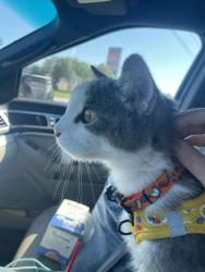 Reunited Male Cat last seen Earl May Garden Center, S Kellogg Ave and S 16th Street, Ames, IA 50010