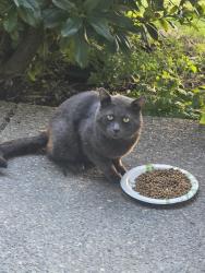 Found/Stray Unknown Cat last seen Golf co5, Lacey, WA 98513