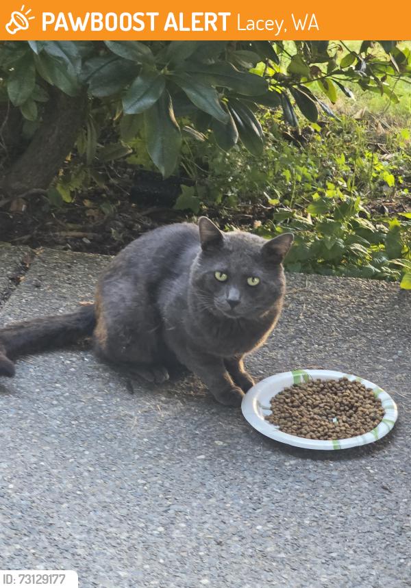 Found/Stray Unknown Cat last seen Golf co5, Lacey, WA 98513