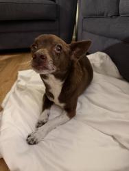 Found/Stray Male Dog last seen Hatteras st/hesperia Ave, Los Angeles, CA 91316