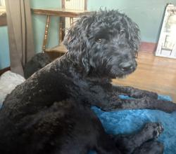Reunited Female Dog last seen Goodwin and Hill, Montgomery, IL 60538