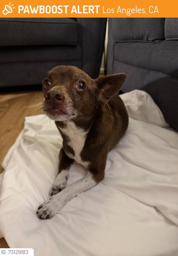 Found/Stray Male Dog last seen Hatteras st/hesperia Ave, Los Angeles, CA 91316