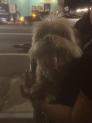 Reunited Unknown Dog last seen Running down Abbot Kinney next to Roosterfish, Los Angeles, CA 90291