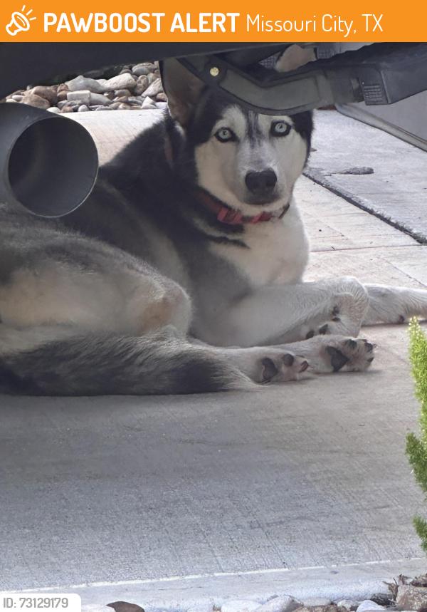 Found/Stray Female Dog last seen Missouri city/Pearland, Missouri City, TX 77489