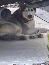 Found/Stray Female Dog last seen Missouri city/Pearland, Missouri City, TX 77489