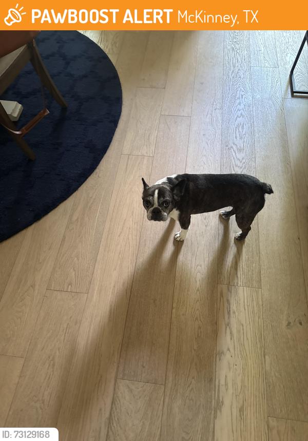 Found/Stray Female Dog last seen Ash and Geranium, McKinney, TX 75070