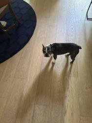 Found/Stray Female Dog last seen Ash and Geranium, McKinney, TX 75070